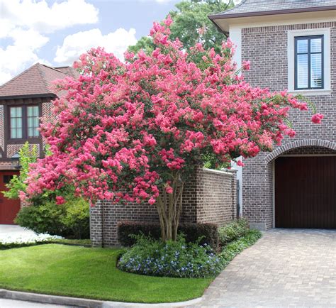 Tips for Pruning and Shaping Pink Magic Crape Myrtle